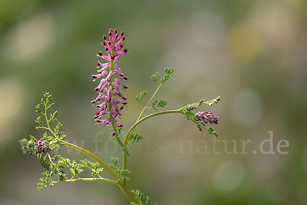 Gemeiner Erdrauch (Fumaria officinalis)