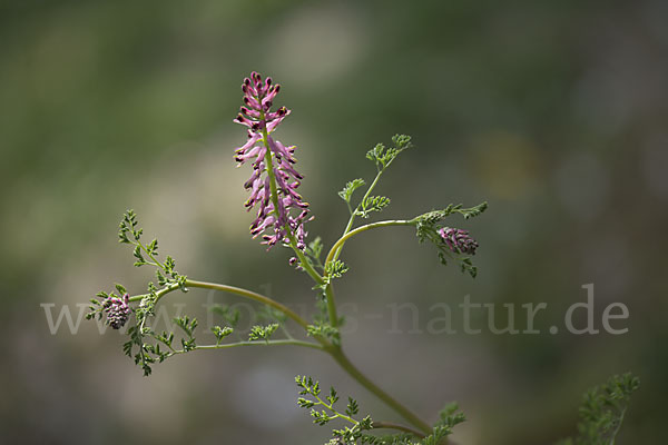 Gemeiner Erdrauch (Fumaria officinalis)