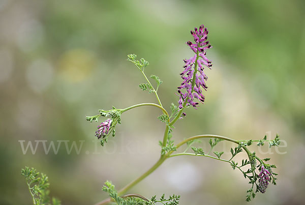 Gemeiner Erdrauch (Fumaria officinalis)