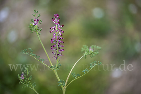 Gemeiner Erdrauch (Fumaria officinalis)