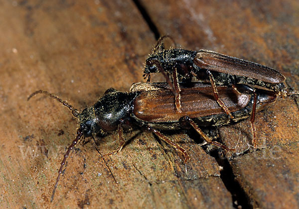 Gemeiner Fichtensplintbock (Tetropium castaneum)