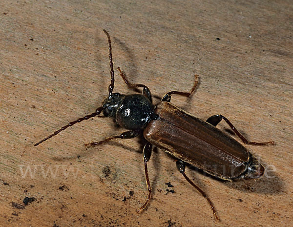 Gemeiner Fichtensplintbock (Tetropium castaneum)