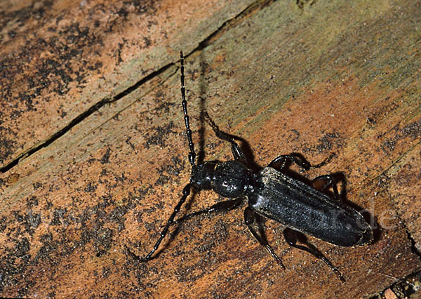 Gemeiner Fichtensplintbock (Tetropium castaneum)