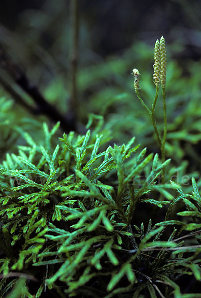 Gemeiner Flachbärlapp (Diphasiastrum complanatum)