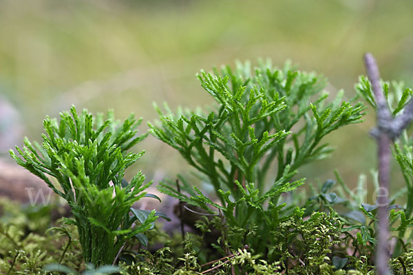 Gemeiner Flachbärlapp (Diphasiastrum complanatum)