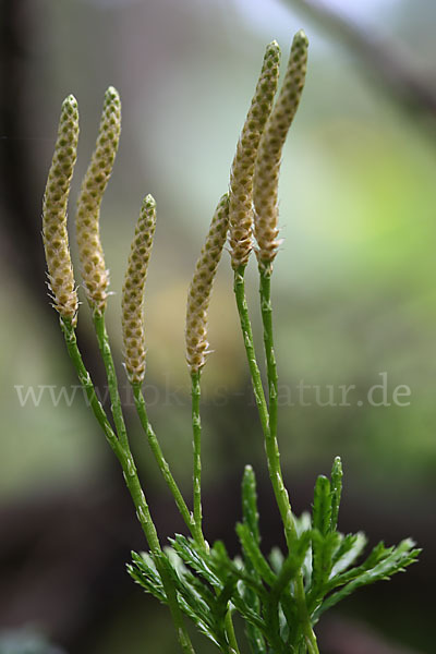 Gemeiner Flachbärlapp (Diphasiastrum complanatum)