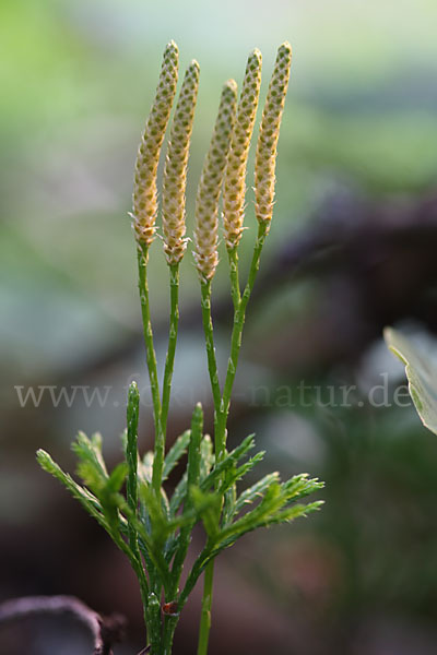 Gemeiner Flachbärlapp (Diphasiastrum complanatum)