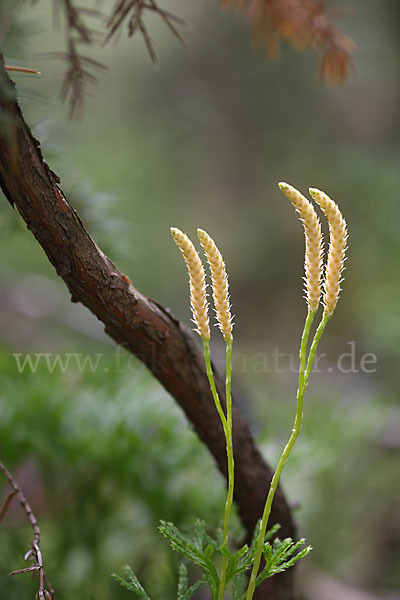 Gemeiner Flachbärlapp (Diphasiastrum complanatum)