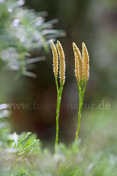 Gemeiner Flachbärlapp (Diphasiastrum complanatum)