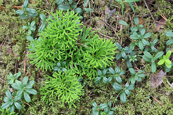 Gemeiner Flachbärlapp (Diphasiastrum complanatum)