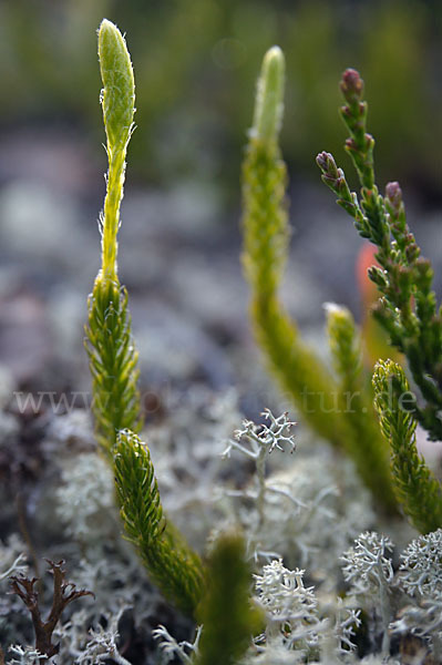 Gemeiner Flachbärlapp (Diphasiastrum complanatum)