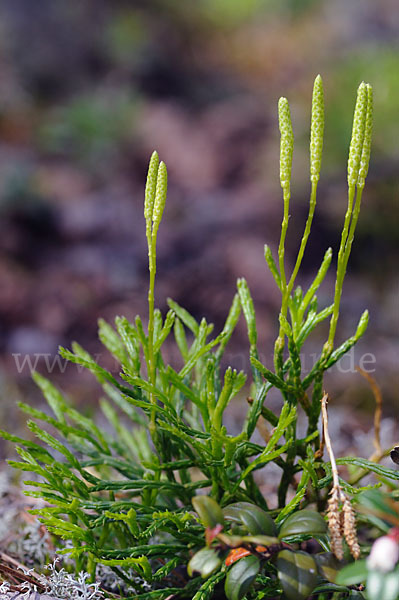 Gemeiner Flachbärlapp (Diphasiastrum complanatum)