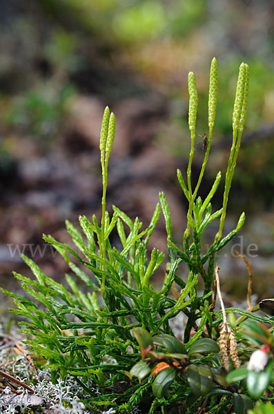 Gemeiner Flachbärlapp (Diphasiastrum complanatum)