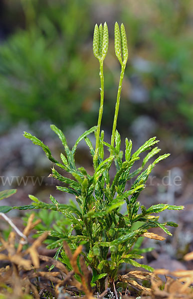 Gemeiner Flachbärlapp (Diphasiastrum complanatum)