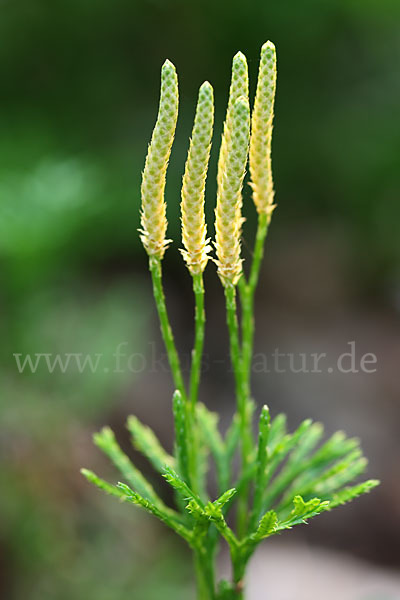 Gemeiner Flachbärlapp (Diphasiastrum complanatum)