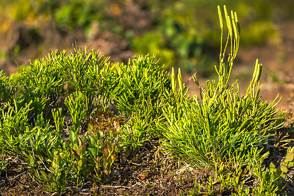 Gemeiner Flachbärlapp (Diphasiastrum complanatum)