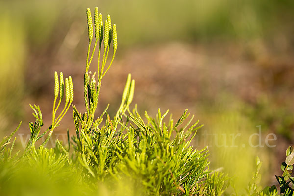 Gemeiner Flachbärlapp (Diphasiastrum complanatum)