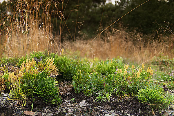 Gemeiner Flachbärlapp (Diphasiastrum complanatum)