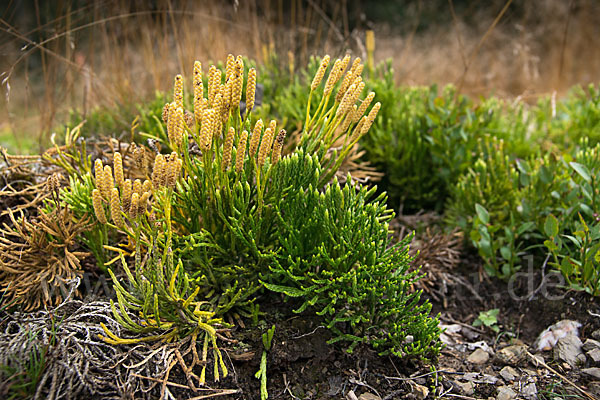 Gemeiner Flachbärlapp (Diphasiastrum complanatum)