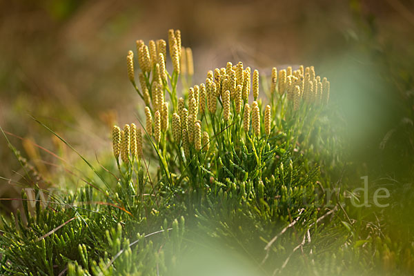 Gemeiner Flachbärlapp (Diphasiastrum complanatum)