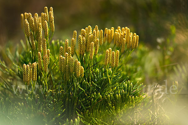 Gemeiner Flachbärlapp (Diphasiastrum complanatum)