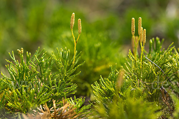 Gemeiner Flachbärlapp (Diphasiastrum complanatum)