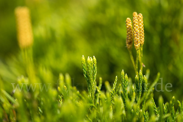 Gemeiner Flachbärlapp (Diphasiastrum complanatum)