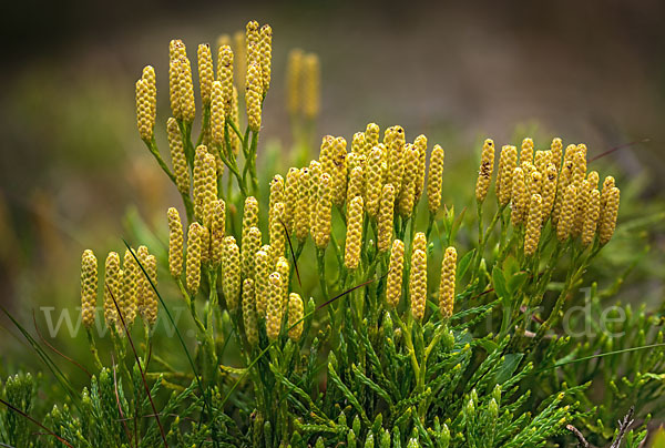 Gemeiner Flachbärlapp (Diphasiastrum complanatum)