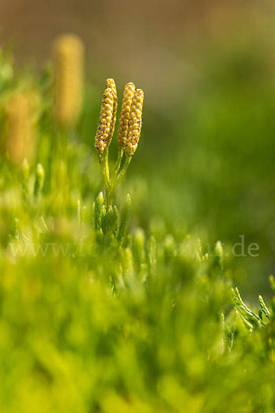 Gemeiner Flachbärlapp (Diphasiastrum complanatum)