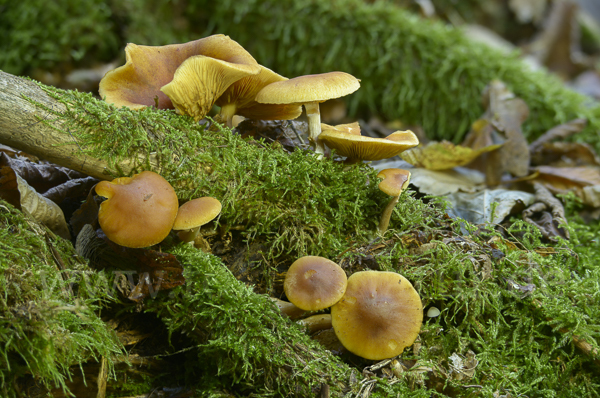 Gemeiner Flämmling (Gymnopilus penetrans)