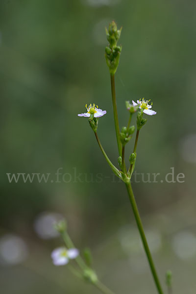 Gemeiner Froschlöffel (Alisma plantago-aquatica)