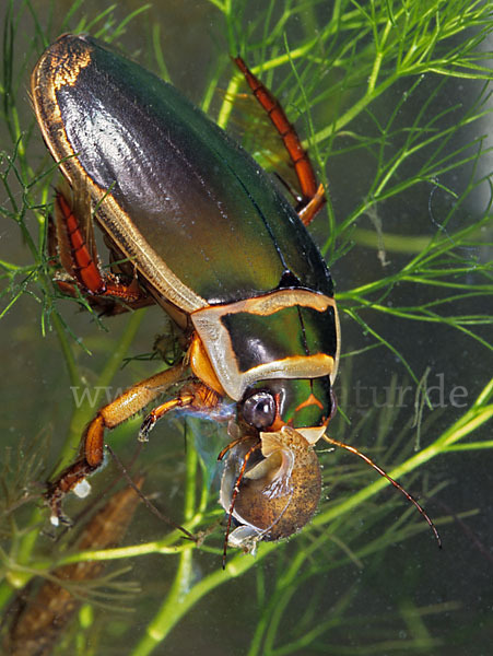 Gemeiner Gelbrandkäfer (Dytiscus marginalis)