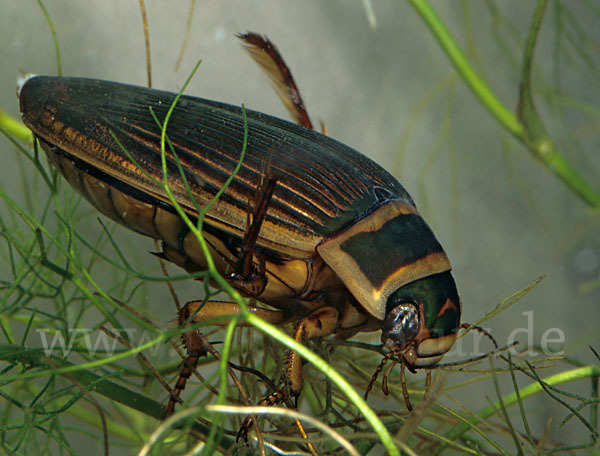 Gemeiner Gelbrandkäfer (Dytiscus marginalis)