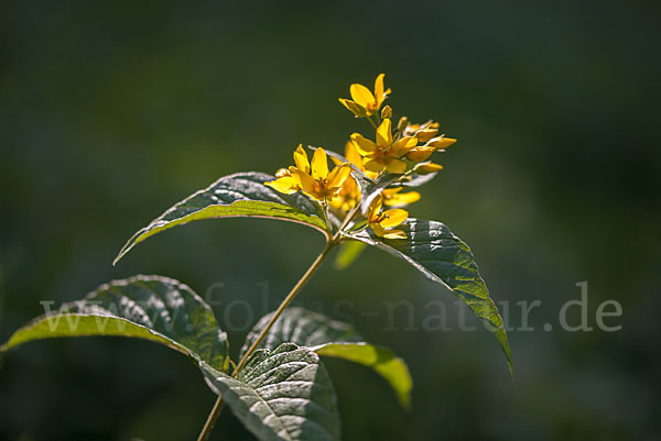 Gemeiner Gilbweiderich (Lysimachia vulgaris)