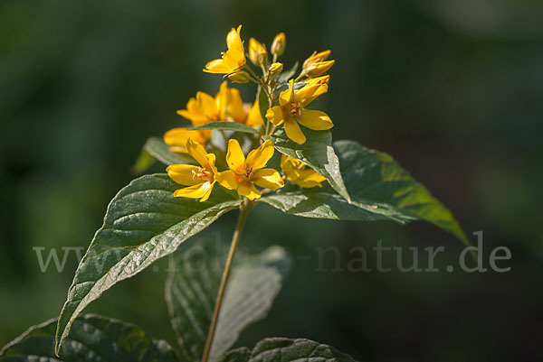 Gemeiner Gilbweiderich (Lysimachia vulgaris)