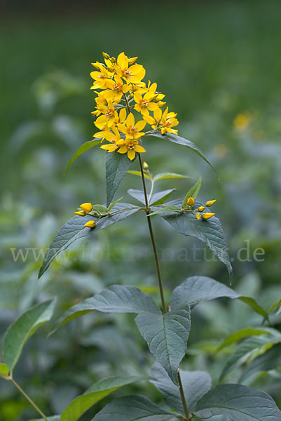 Gemeiner Gilbweiderich (Lysimachia vulgaris)