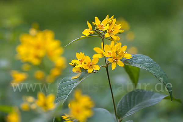 Gemeiner Gilbweiderich (Lysimachia vulgaris)