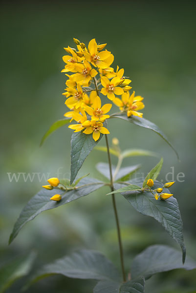 Gemeiner Gilbweiderich (Lysimachia vulgaris)