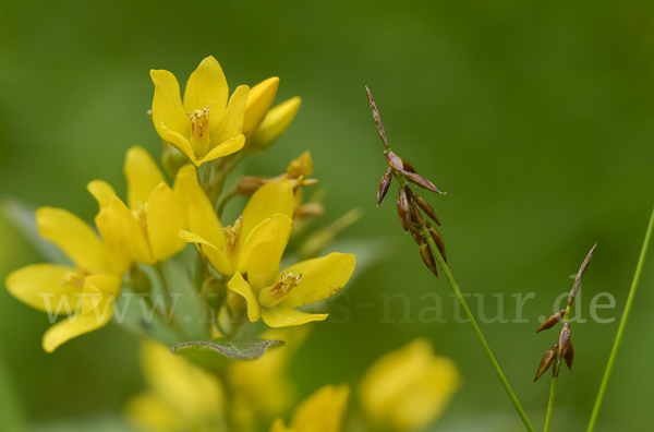 Gemeiner Gilbweiderich (Lysimachia vulgaris)