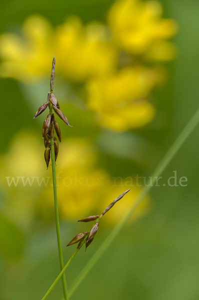 Gemeiner Gilbweiderich (Lysimachia vulgaris)