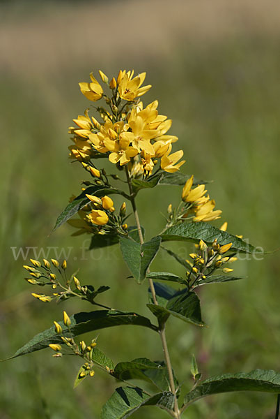 Gemeiner Gilbweiderich (Lysimachia vulgaris)