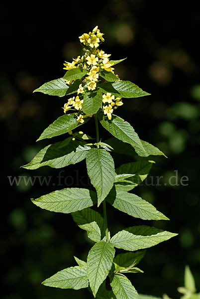 Gemeiner Gilbweiderich (Lysimachia vulgaris)