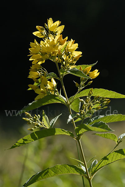 Gemeiner Gilbweiderich (Lysimachia vulgaris)