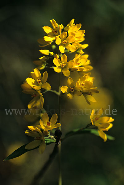 Gemeiner Gilbweiderich (Lysimachia vulgaris)