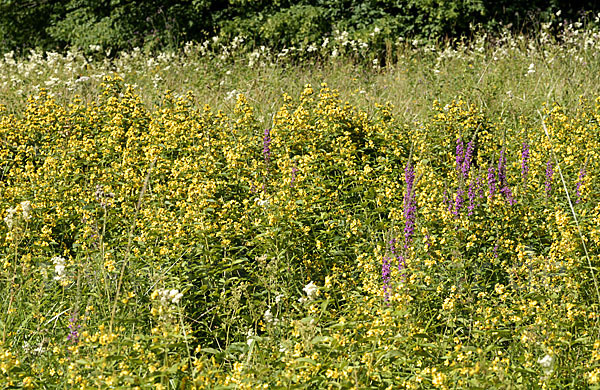 Gemeiner Gilbweiderich (Lysimachia vulgaris)