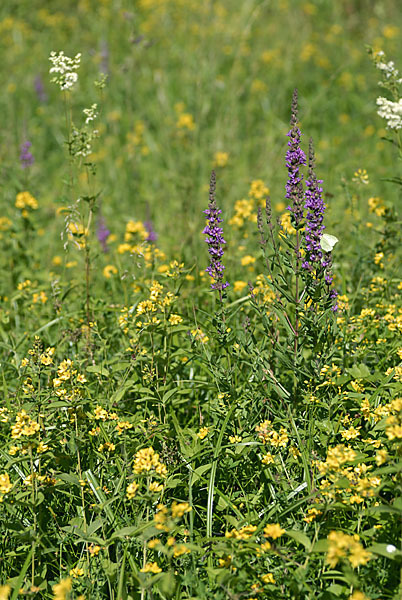 Gemeiner Gilbweiderich (Lysimachia vulgaris)