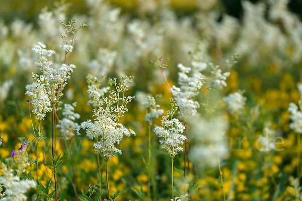 Gemeiner Gilbweiderich (Lysimachia vulgaris)