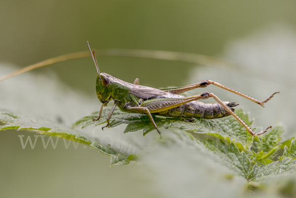 Gemeiner Grashüpfer (Chorthippus parallelus)