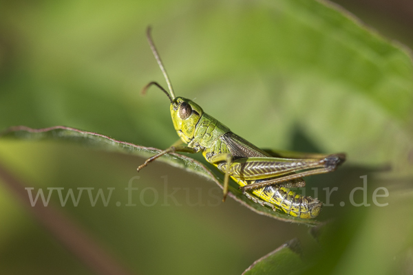 Gemeiner Grashüpfer (Chorthippus parallelus)