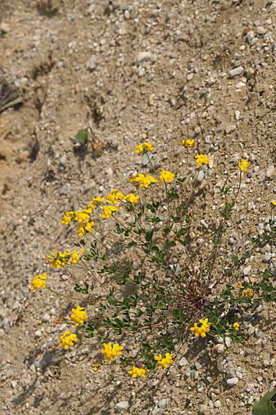 Gemeiner Hornklee (Lotus corniculatus)